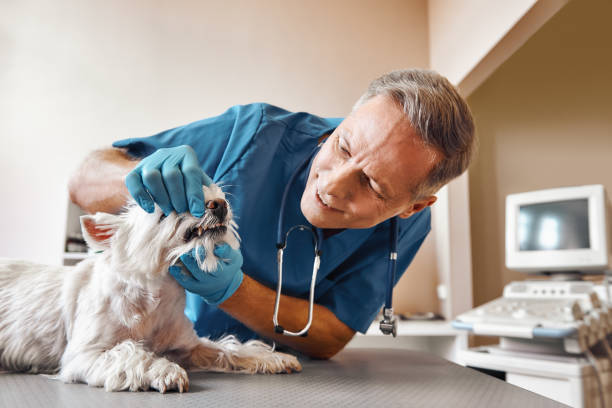 Best Emergency Tooth Extraction  in Mledgevle, IL
